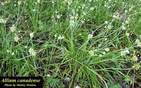 Check spelling or type a new query. Photos Isb Atlas Of Florida Vascular Plants Wild Onions Florida Plants Vascular Plant