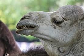 Feeding and watering of camels unit 62: Dromedary Camel Teeth Free Photo On Pixabay