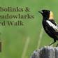 Bobolinks and Meadowlarks Birding Walk