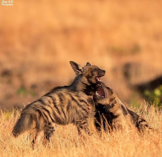 A Striped Hyena & Her Cub In The Bhigwan Grasslands Of India (Photo Credit: Siva An) : r/hyenas