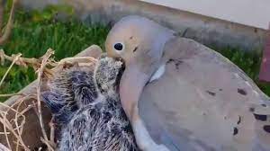 Maybe you would like to learn more about one of these? Mourning Dove Feeding Crop Milk To Chicks Youtube