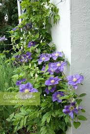 Buy general sikorski clematis plants online by mail order at ashridge nurseries. Clematis General Si Stock Photo By Michael Howes Image 0151732