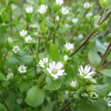 Top of page stellaria media is the universally accepted name for this common and widespread weedy species. Herb Chickweed Stellaria Media 1000 Seeds 5060495015335 Ebay