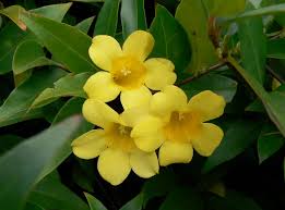 Image result for Gelsemiaceae