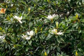 Check spelling or type a new query. What Is A Southern Magnolia Tree Facts Home Stratosphere