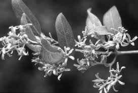 Image result for Canthium oligocarpum