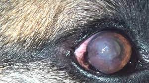 Cloudy Eye In A German Shepherd Pannus Youtube