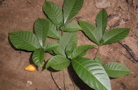 Image result for Tabernaemontana eglandulosa