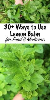30 Ways To Use Lemon Balm Lemon Balm Plant Lemon Balm Recipes Herbs