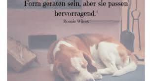 Man bekommt immer den hund den man braucht. Hundespruche Hunde