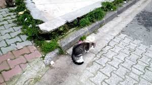 Bu Sokak Dostlarimizi Atasehir Bld Barinak Veterineri Tedavi Etmeyecegin 2020 Hayvan Barinagi Hayvan Sokak
