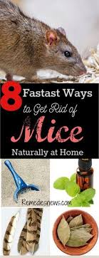 8 Fastest Ways To Get Rid Of Mice Naturally At Home Here Are The Home Remedies To Get Rid Mice Or Rat I Getting Rid Of Mice Mice Repellent Getting Rid