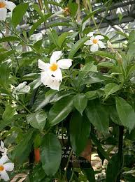 Dipladenia and mandevilla are often confused with each other due to their similar flowers, but there are a few differences between these two plants. Mandevilla Biologie