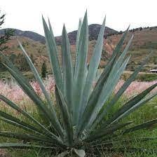 Image result for Antizoma angustifolia