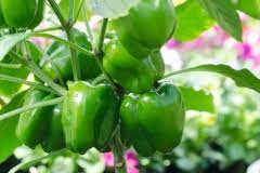 Ach sular féidir é a uasmhéadú, caithfear na piobair a chur agus a fhás go rathúil. Paprika Ausgeizen So Machen Sie Es Richtig