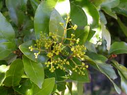 Image result for Beilschmiedia michelsonii