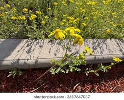 Image result for Senecio pachyrhizus
