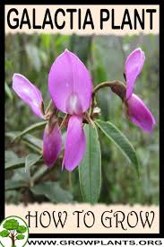 Image result for Galactia