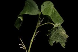 Image result for Piper umbellatum