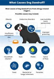 Seeing a dog lose his or her hair can be disconcerting to witness. Dog Dandruff Causes Signs Treatments Canna Pet