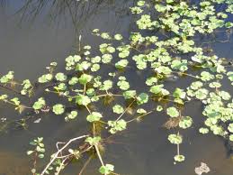 Image result for Hydrocotyle ranunculoides