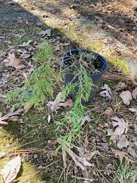 Image result for Cupressus funebris