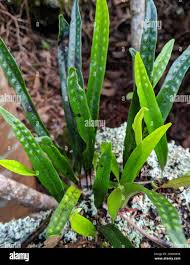 Image result for Lepisorus