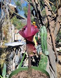 Image result for Amorphophallus goetzei