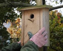Dunkle herbsttage bieten sich ideal an, um einen nistkasten zu bauen. Nistkasten Reinigen So Wird S Gemacht Mein Schoner Garten