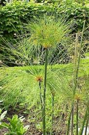 Image result for Cyperus dives