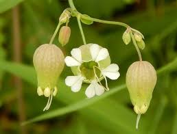 The essential oil is from the seed of this plant and is a close cousin of the orange and the purple heritage carrots we all know and eat. Maryland Biodiversity Project Maiden S Tears Silene Vulgaris