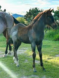 Image result for tbn:tVj6rqcH-AQR9M::www.pregonagropecuario.com.ar/images/caballo_overo.jpg