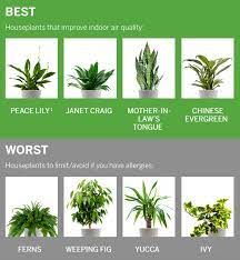 Check spelling or type a new query. Healthy Houseplants Your Stuffy Nose Will Love Good Earth Plants