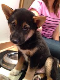 Black And Tan Shiba Inu Puppy Cute Kuma The Black And Tan Shiba Inu At 8 Weeks Cute Animals Shiba Inu Animals
