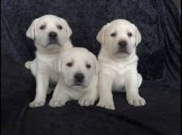 Pacific northwest, western, mountain, midwest, southeast, northwest we have never had an opportunity to rescue a labrador retriever from a rescue group but since we do help transport these wonderful dogs from. Tlc Labrador Retrievers Home