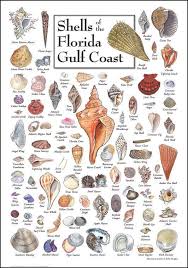 image result for shell identification chart pacific coast