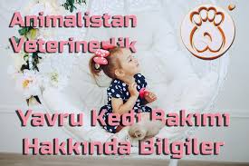 Kedi Sahiplenecek Hayvanseverlerimiz Icin Cok Degerli Bilgiler Kedi Bilgi