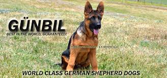 Our dedication to the betterment of the breed is paramount as is considering each family's wishes so that every puppy is placed in a home that is a solid match for both. Gunbil German Shepherd Dog Reviews And Testimonials