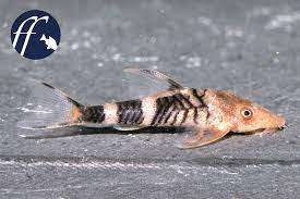 The nannoptopoma spectabile lives in the demersal, freshwater environment. Bookazine No9 Erschienen Mit Miniaturharnischwelsen Nannoptopoma Aqualog De