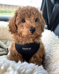 Don't miss what's happening in your neighborhood. Toy Poodle Puppies For Free Adoption Home Facebook