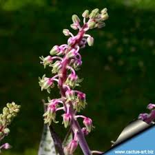 Image result for Landolphia violacea