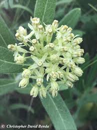 Image result for Asclepias albens