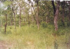 Image result for Isoberlinia tomentosa