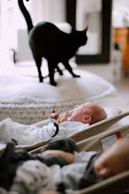 The vet can examine the kitten and decide if the tooth truly needs to be removed. What You Don T Know About Cats And Newborns Living Together Fresh Mommy Blog