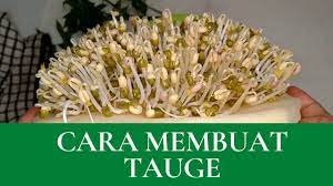 Berikut adalah cara tanam tauge mudah yang dikongsikan oleh puan junainah sahrudin. Cara Membuat Tauge Gemuk How To Make Green Bean Sprouts Tauge Youtube