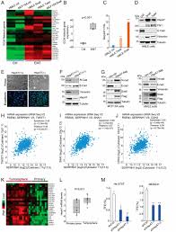 Um, cancer cells undergo a pop toes is no, they do not undergoing potatoes. Hsp47 Promotes Cancer Metastasis By Enhancing Collagen Dependent Cancer Cell Platelet Interaction Pnas