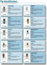 flying insect products kill flies