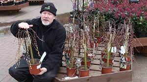 Salix caprea 'pendula' is a delightful ornamental tree that adds grace and beauty to the garden. Salix Caprea Kilmarnock Youtube