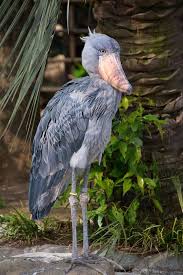 The djoudj national bird sanctuary is a unesco world heritage site, in senegal, which is a country in west africa. Weirdest Birds Strange Looking Birds