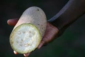 It is the fruit of the sausage tree that gives the plant its name. Sausage Tree Facts And Uses